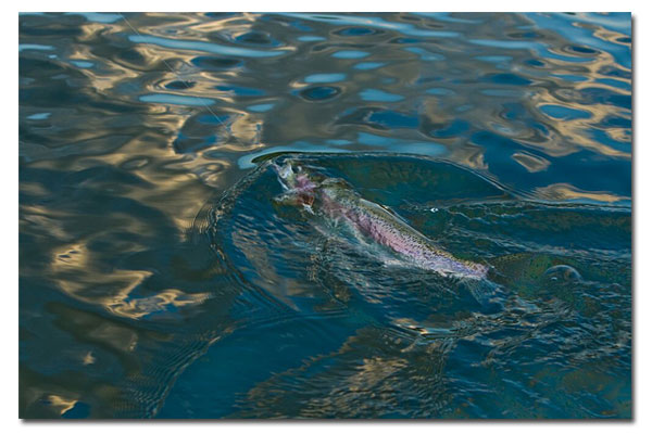 A nice Rainbow trout in the line while guided fly fishing 